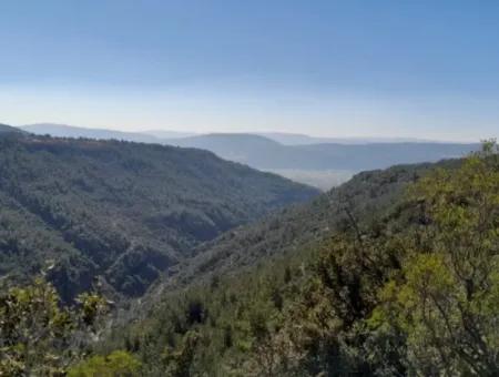 Der 200000M2 Mandelgarten Steht Im Zentrum Von Mugla Zum Verkauf.