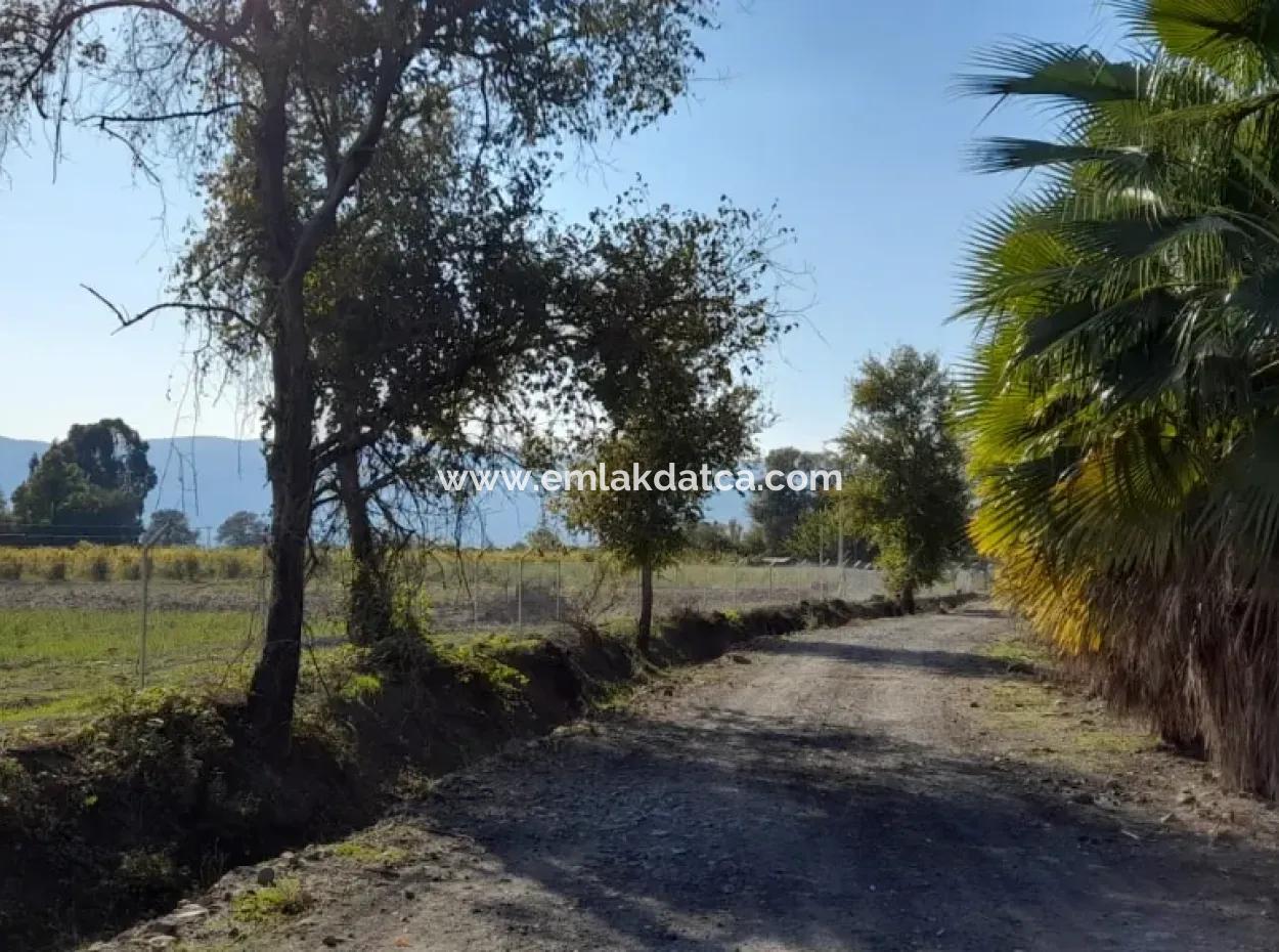 32000M2 Arable Avocados, Greenhouse Construction, Farms, Suitable For Livestock Land In Köyceğinz Döğüşbelen