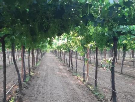 Manisa Prefecture Alasehir District 19000M2 Grapefring Farm For Urgent Sale